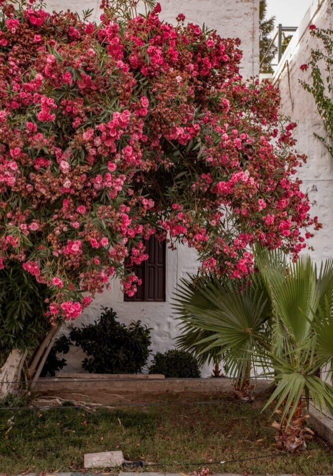 Bodrum Marina Blooms Instagram Locations Things to Do Guide Turkey T&uuml;rkiye 1
